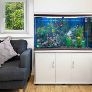 Fish & Aquarium Image