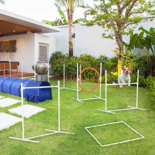 Dog Agility Sets Image
