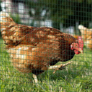 Domestic Poultry & Waterfowl Fences Image